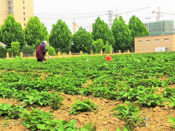 原創(chuàng)農(nóng)民種植一種農(nóng)作物,5畝收入3.5萬元,竅門在哪里?