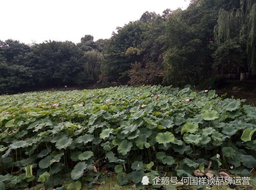 如何做好農產品品牌建設,農業企業品牌建設方案