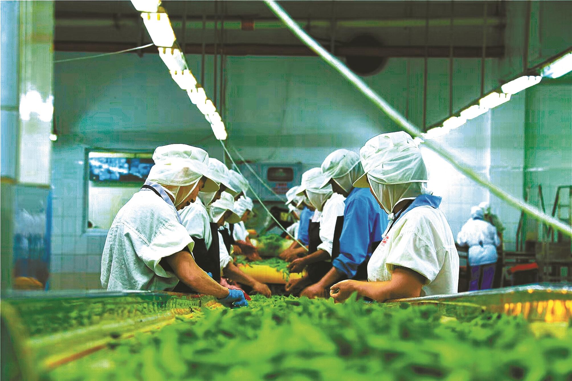 蔬菜加工生產(chǎn)線.(通訊員供圖)