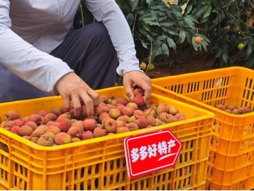 拼多多發(fā)布q1財報,加速推進(jìn) 千億扶持 新戰(zhàn)略,先商家后平臺扶持產(chǎn)業(yè)生態(tài)